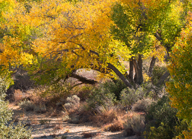 sespe in autum