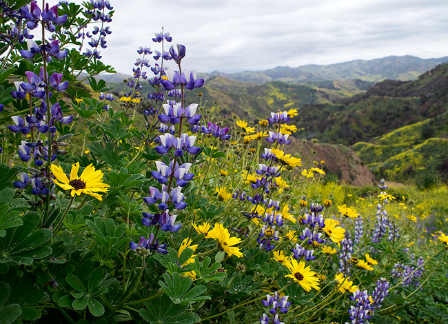 wildflowers